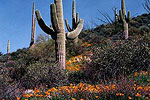 Saguaro and poppies near Superior