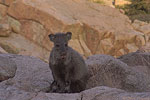 Javelina near Globe