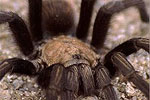 Tarantula near Globe