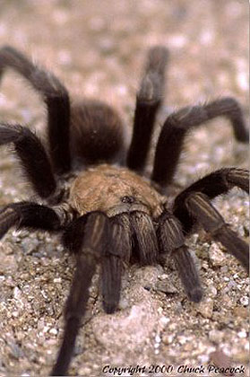 Tarantula near Globe